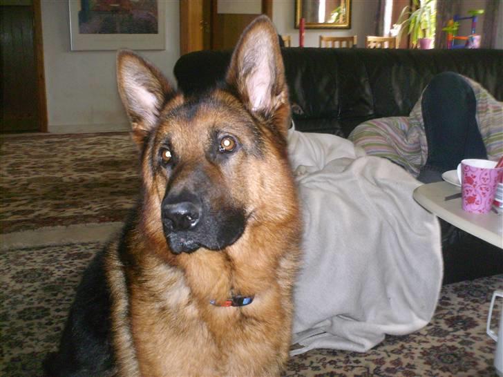 Schæferhund lillebo champ  R.I.P - Hvor er jeg dog bare dejlig (: billede 15