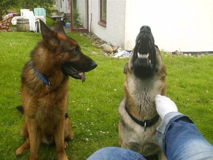 Schæferhund lillebo champ  R.I.P - Champ og Maja.. Champ tænker :´´ hvor dum kan man dog være?!´´ billede 16