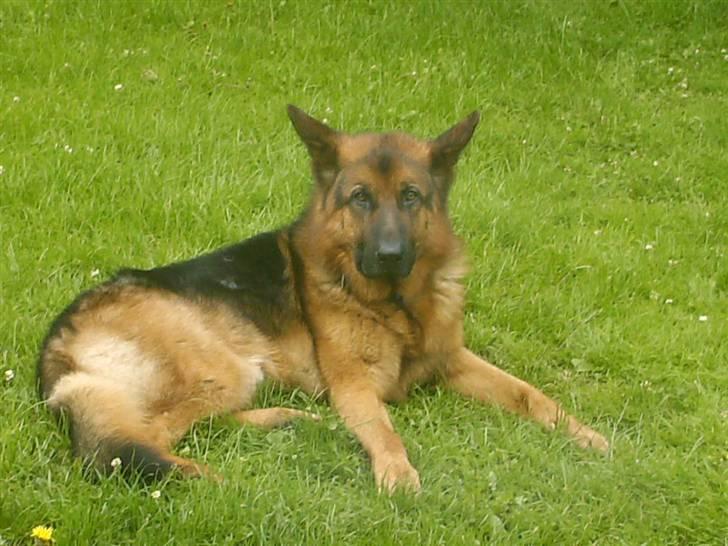 Schæferhund lillebo champ  R.I.P - jeg er træt . zzzZZ .... billede 17