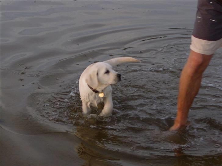 Labrador retriever Masja billede 6