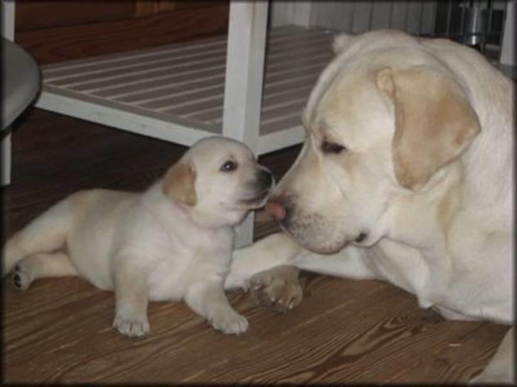 Labrador retriever Masja billede 7