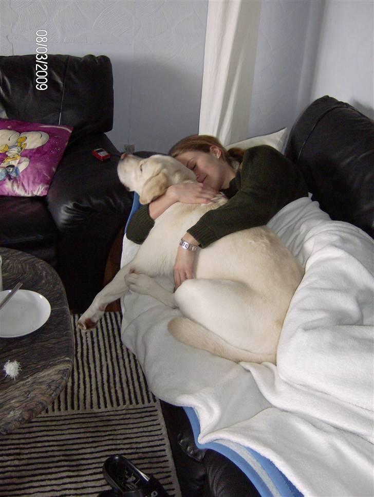 Labrador retriever Masja - Hvem siger skødehunde er små?? billede 8