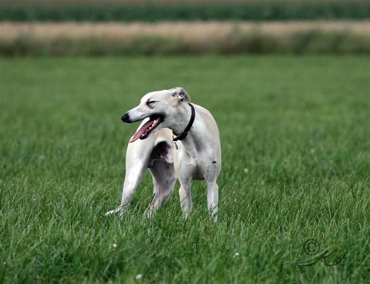 Whippet Laps - 2 august 2008 - taget af Kai. billede 17