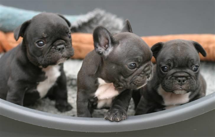 Fransk bulldog FreYse - Freya & hendes søskende..  Freya i midten.. billede 18