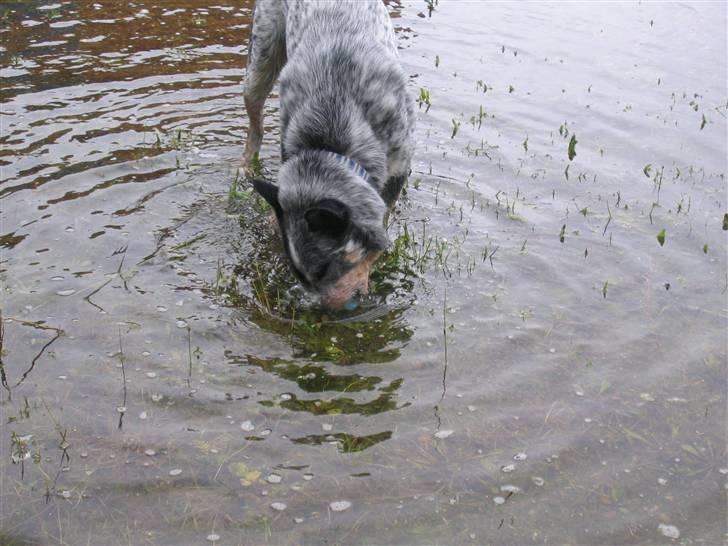 Australsk cattledog Pargus - Genstand fundet i vand billede 17