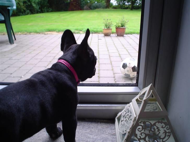 Fransk bulldog FreYse - ØV.. Bolden ligger udenfor... billede 19