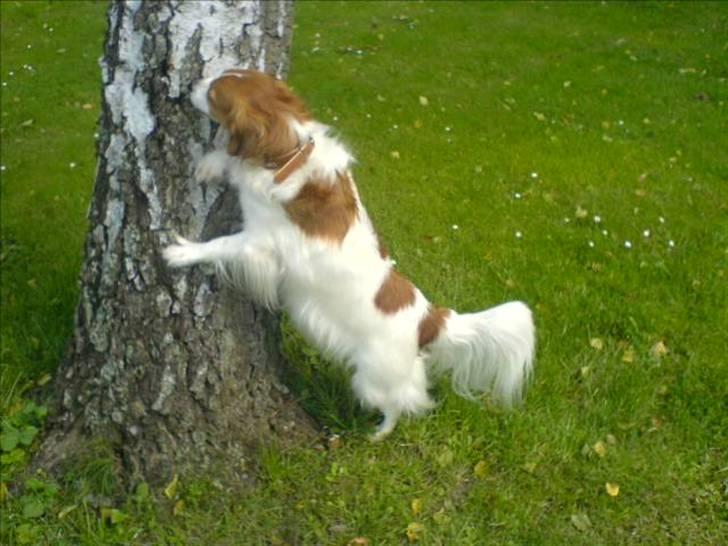 Kooikerhondje Zibbe - yaa jeg fandt godbiden billede 19