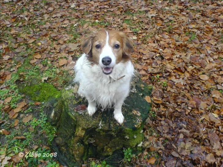 Kooikerhondje Zibbe - Se jeg kan nå at sidde på stubbenm non der snark kommer en godbid billede 20