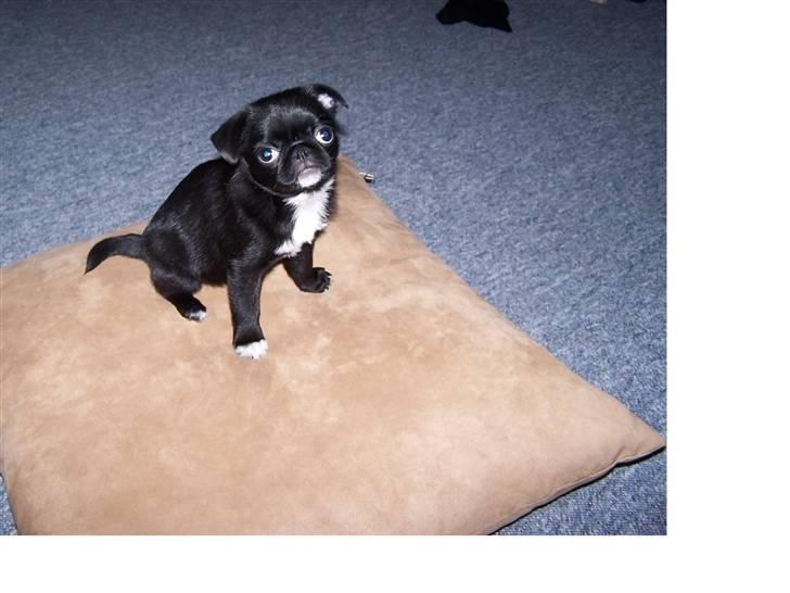 Mops Berta billede 1