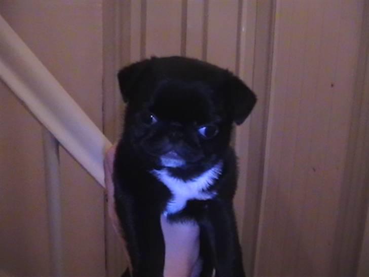 Mops Berta billede 2