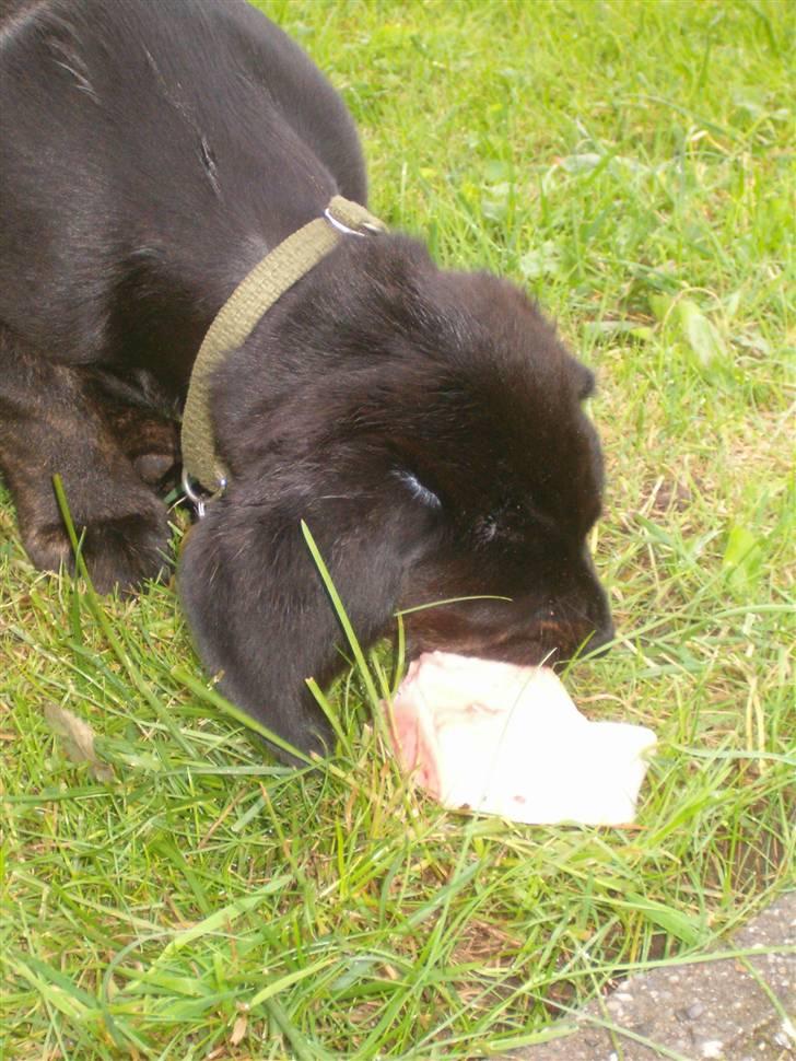 Blanding af racer Zigi (død 11/5-16) - Mit første kødben, mums. billede 8