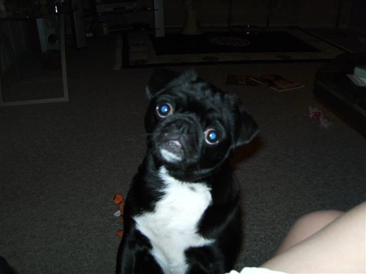 Mops Berta billede 3