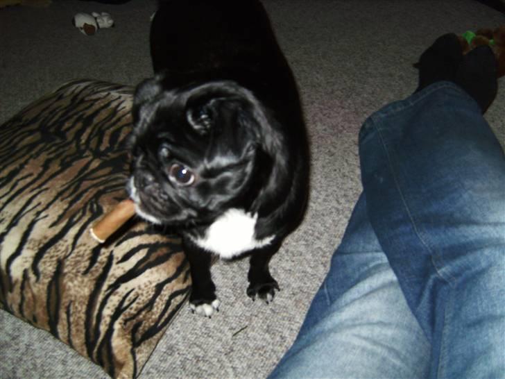 Mops Berta billede 4