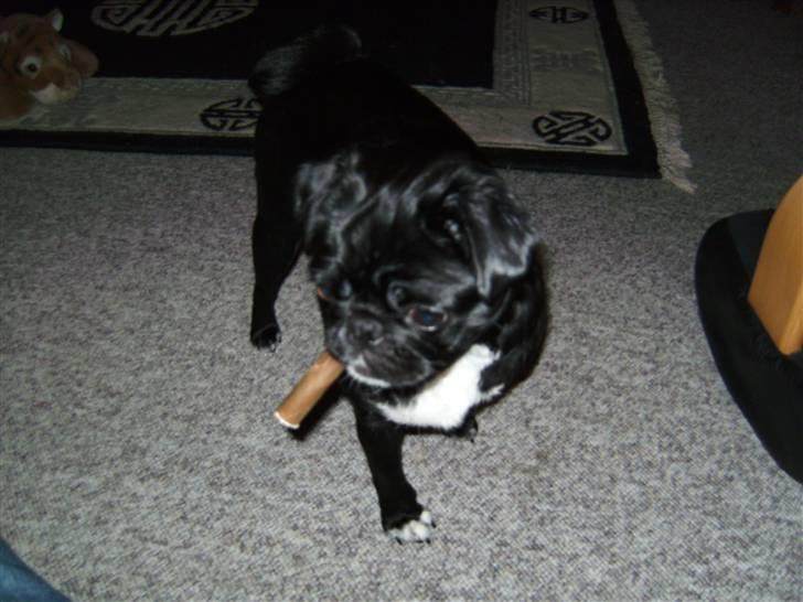 Mops Berta billede 5