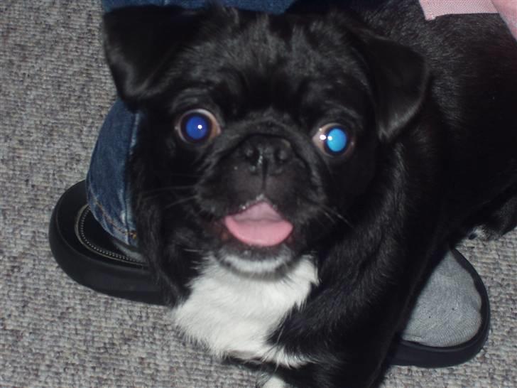 Mops Berta billede 6