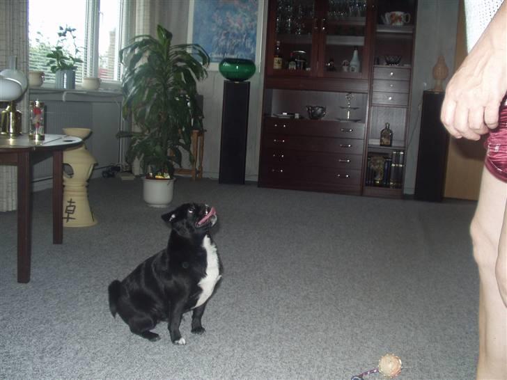 Mops Berta billede 7