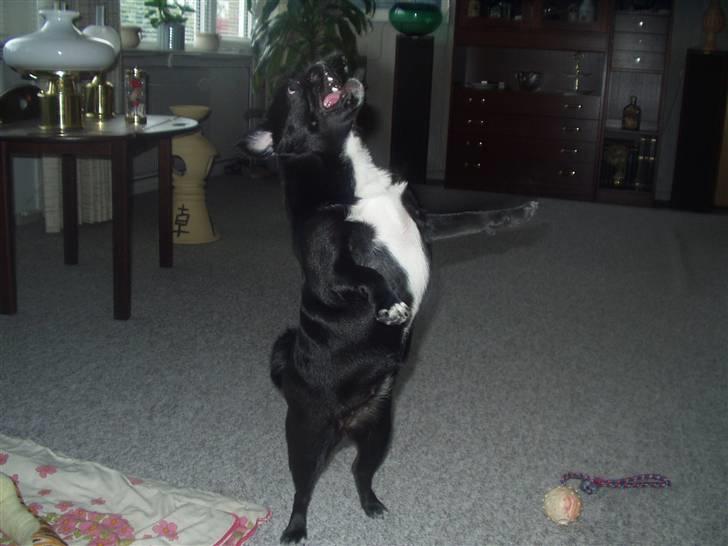 Mops Berta billede 8