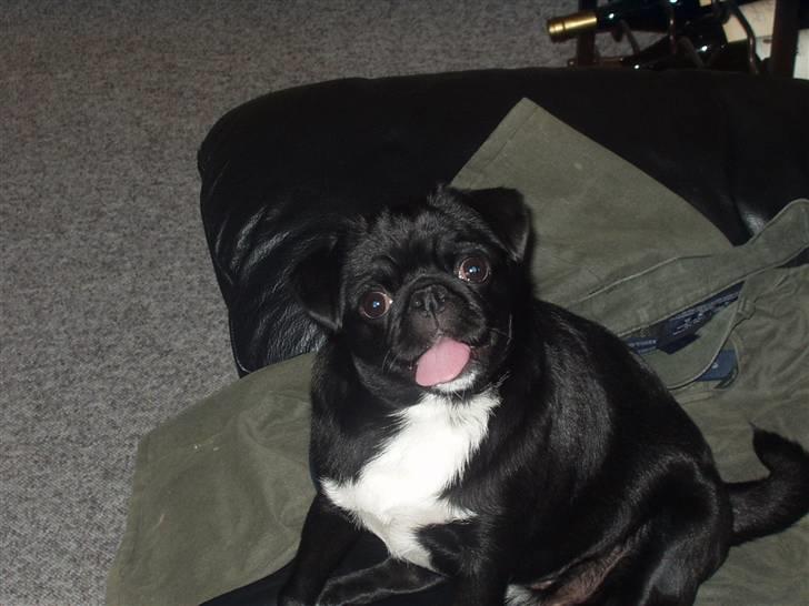 Mops Berta billede 9