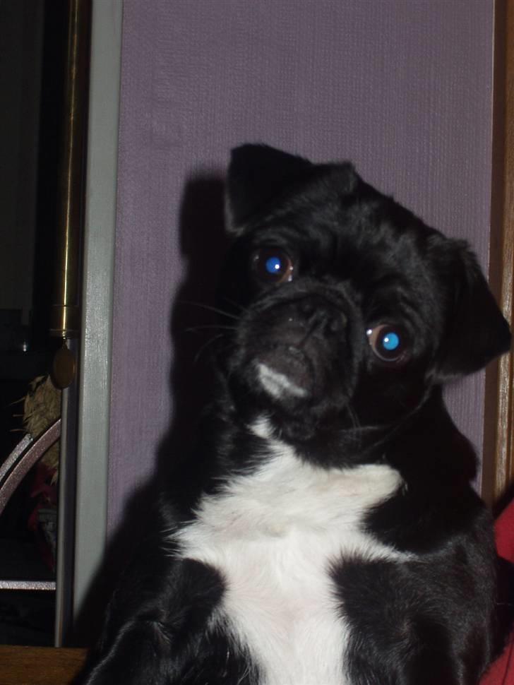 Mops Berta billede 10