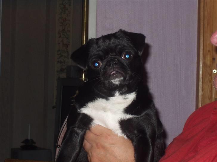 Mops Berta billede 11