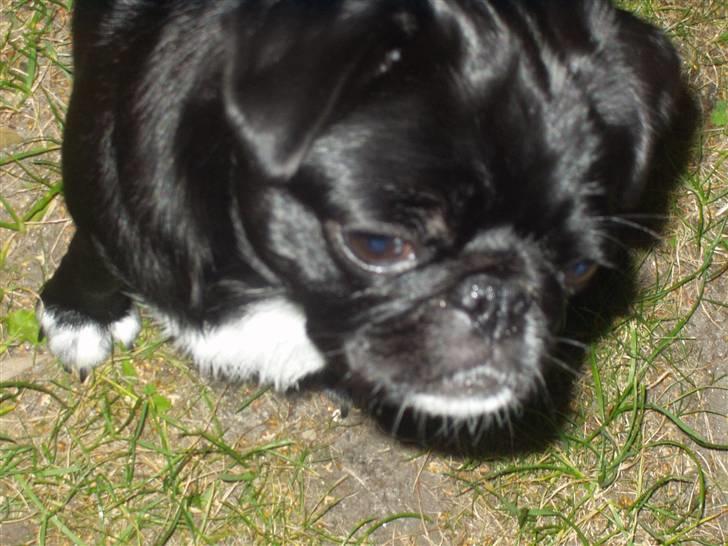 Mops Berta billede 12