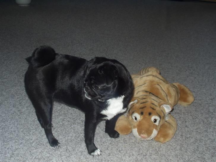 Mops Berta billede 13