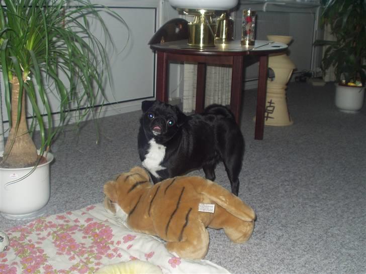 Mops Berta billede 15