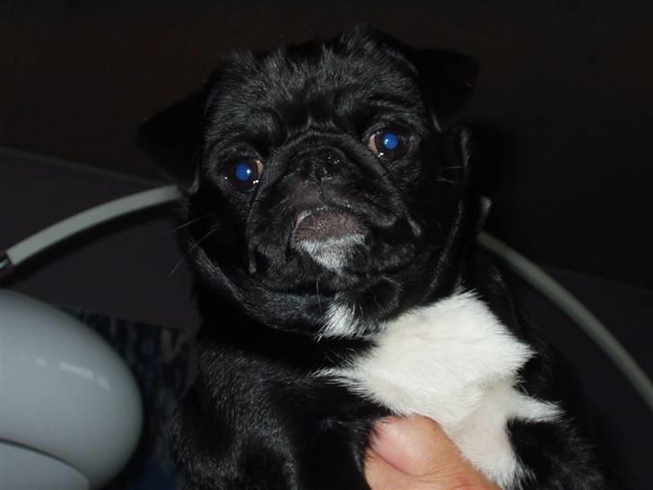 Mops Berta billede 16