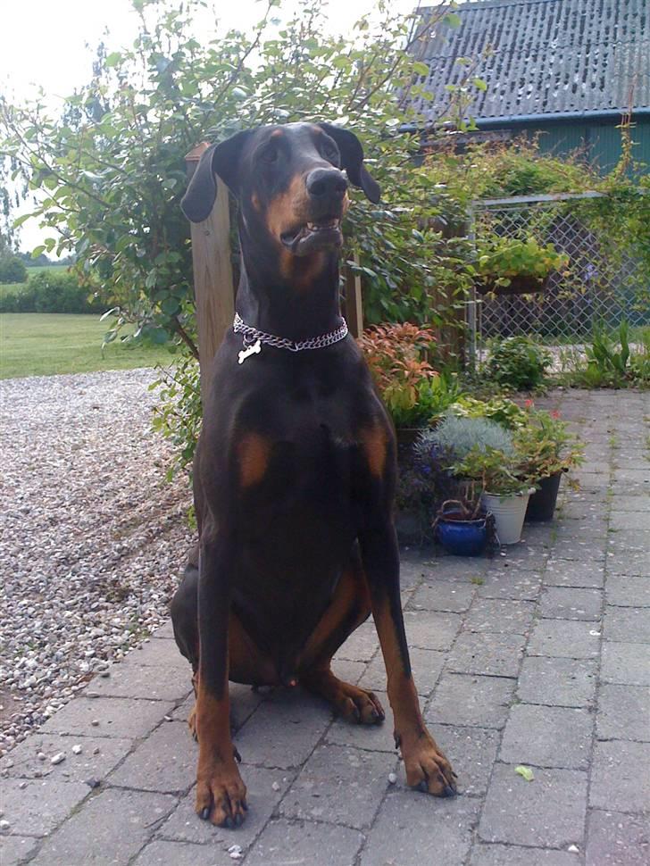 Dobermann Rocky - Smukke Rocky billede 5
