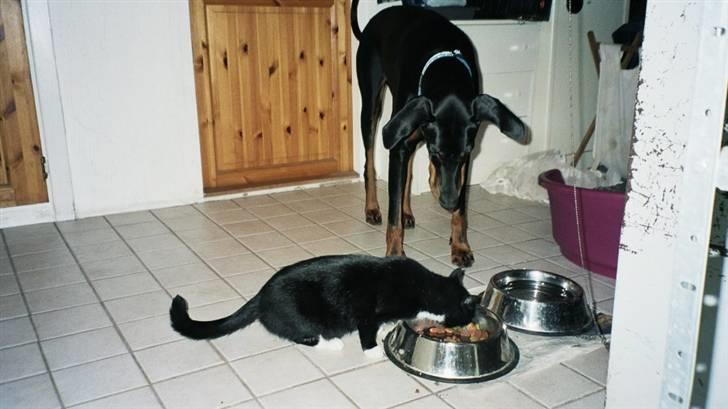 Dobermann Rocky - Hov hov du..... gem lige lidt til mig billede 6