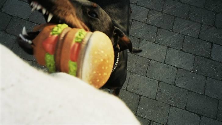 Dobermann Rocky - Se mine fine bisser billede 7