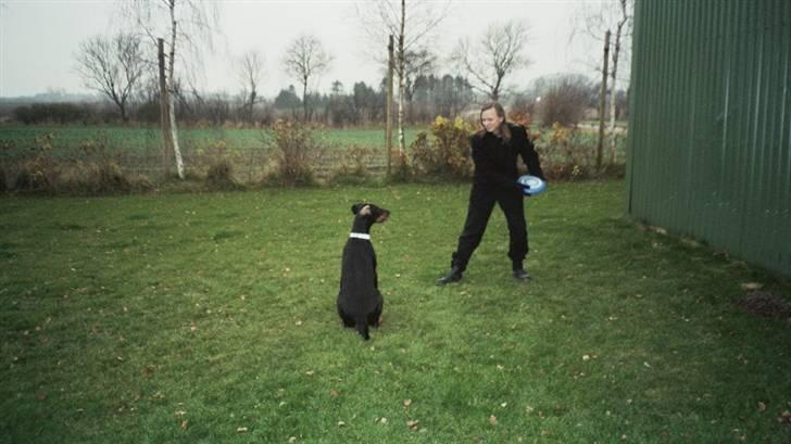 Dobermann Rocky - Hviiiii, nu skal der leges. billede 8
