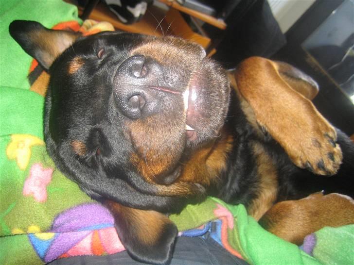 Rottweiler R.I.P. Hannibal  billede 6