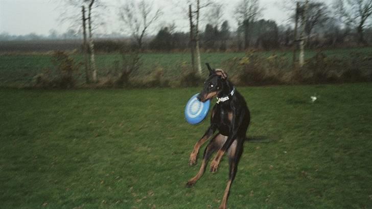 Dobermann Rocky - YES..... jeg fik den billede 9