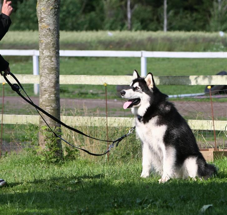 Alaskan malamute Maluq    R.I.P  august 2011 - 9 måneder .. ja ja min mor forsøger sig med noget hun kalder hundetræning billede 16