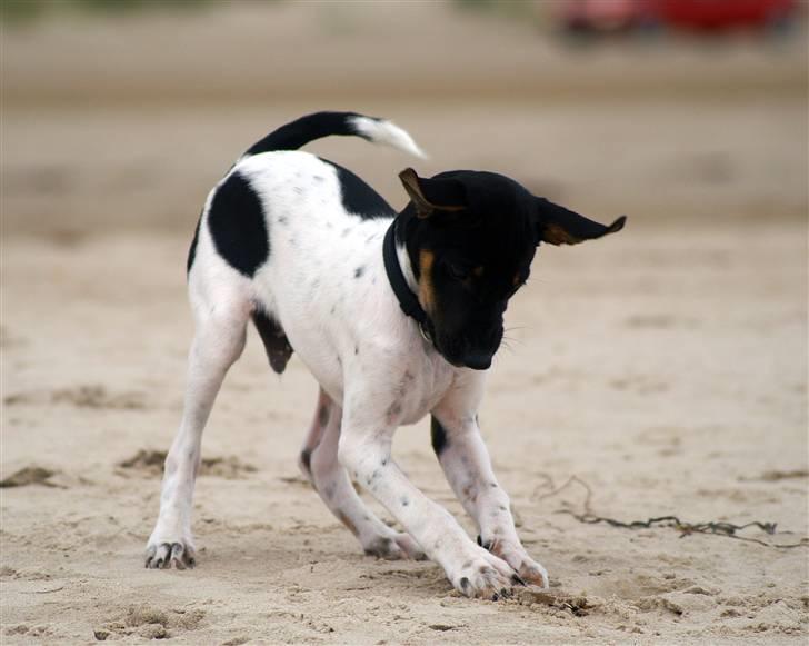 Blanding af racer Willi billede 16