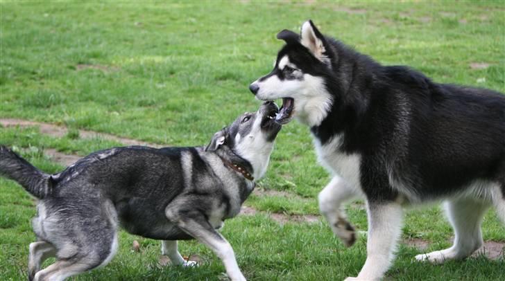 Alaskan malamute Maluq    R.I.P  august 2011 - Endelig blev det tid til lidt leg/hygge efter en laaang time på træningsbanen billede 17