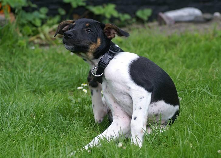 Blanding af racer Willi - Uuu det klør.. billede 17