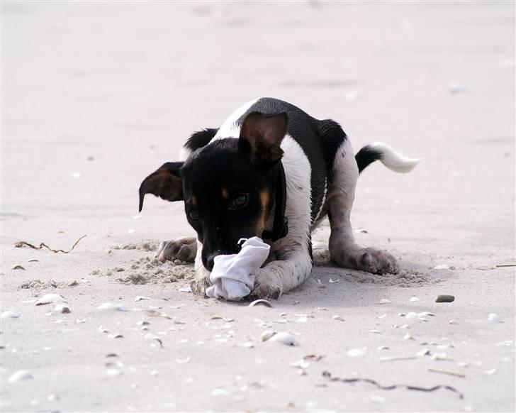 Blanding af racer Willi billede 18