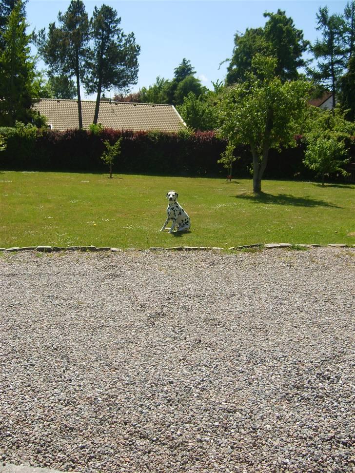 Dalmatiner Oskar billede 9