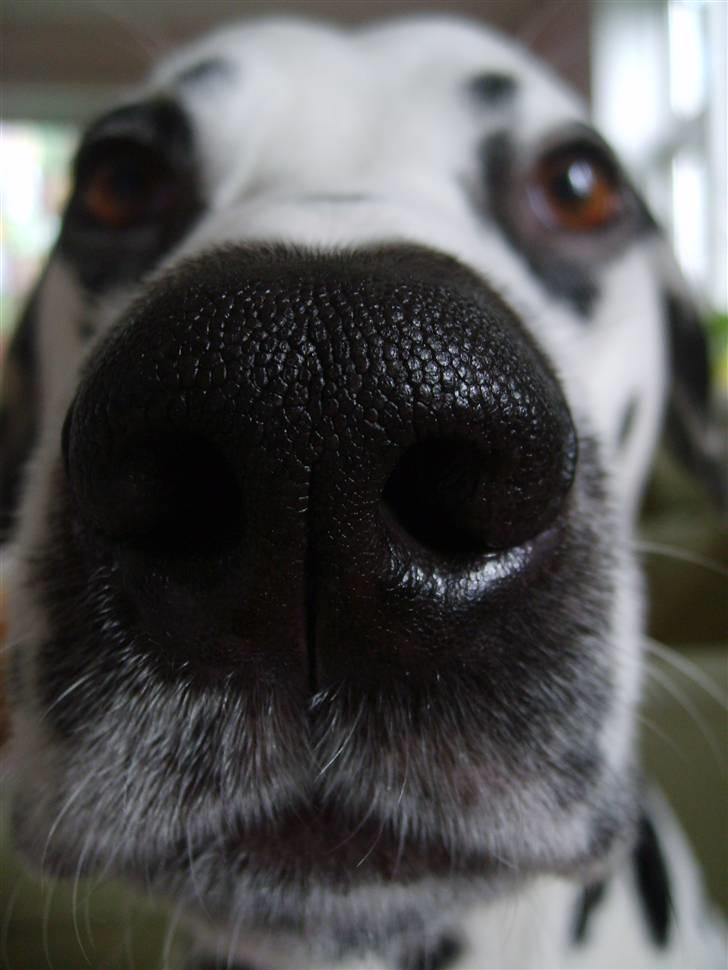 Dalmatiner Oskar billede 10