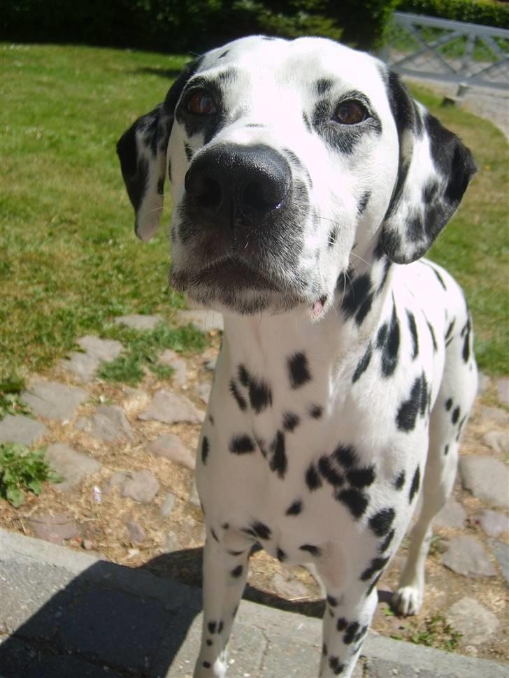 Dalmatiner Oskar - Er jeg ikke smuk? billede 11