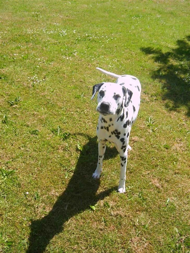 Dalmatiner Oskar - Jeg puster mig lige lidt op :) billede 12