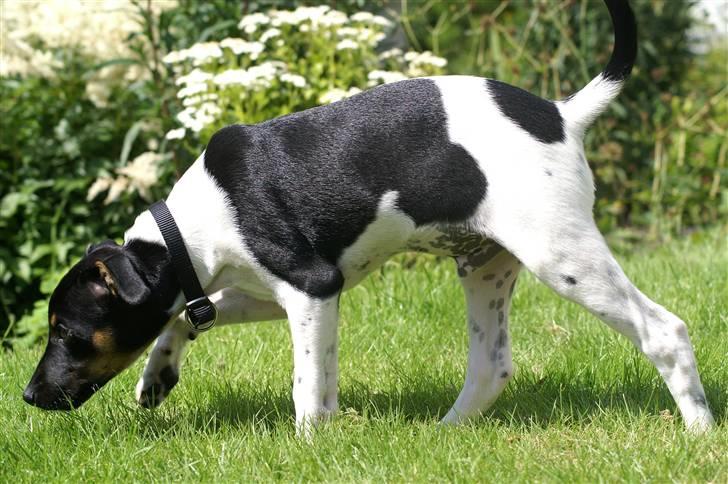 Blanding af racer Willi billede 19