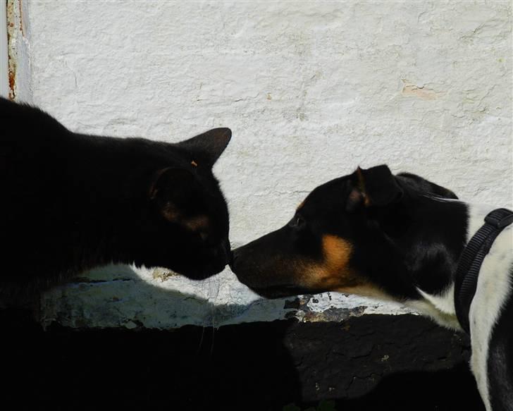 Blanding af racer Willi billede 20