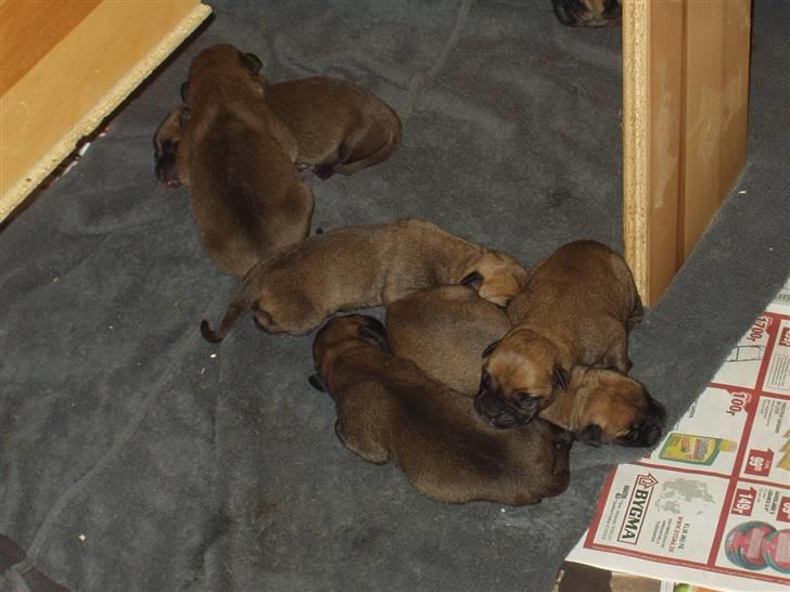 Bullmastiff Nielson Junior (død)  - Sofie´ hvalpe. 28 juni kom de til verden 3 drenge og 5piger  billede 15