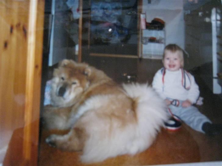 Chow chow Ronja *DØD* :'( - Miiq (da jeg var lille) og Ronja :)   {Sorry kvaliteten men det er taget fra et foto} billede 4