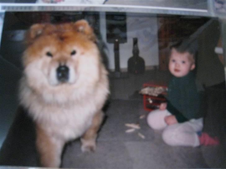 Chow chow Ronja *DØD* :'( - Os igen :)  {Sorry kvaliteten men det er taget fra et foto} billede 5