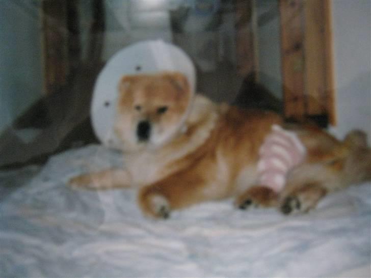 Chow chow Ronja *DØD* :'( - Ronja efter hun havde været på dyrehospitalet {Sorry kvaliteten men det er taget fra et foto} billede 6
