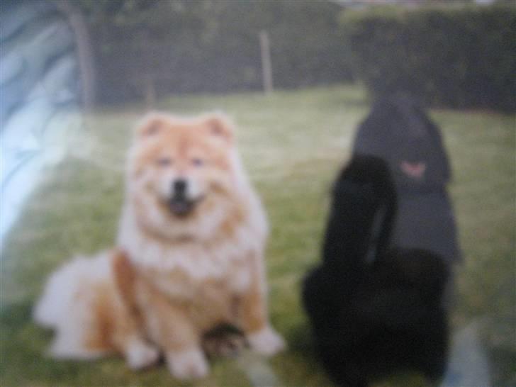 Chow chow Ronja *DØD* :'( - Ronja og chi chi (vores anden gamle hund)  {Sorry kvaliteten men det er taget fra et foto} billede 7